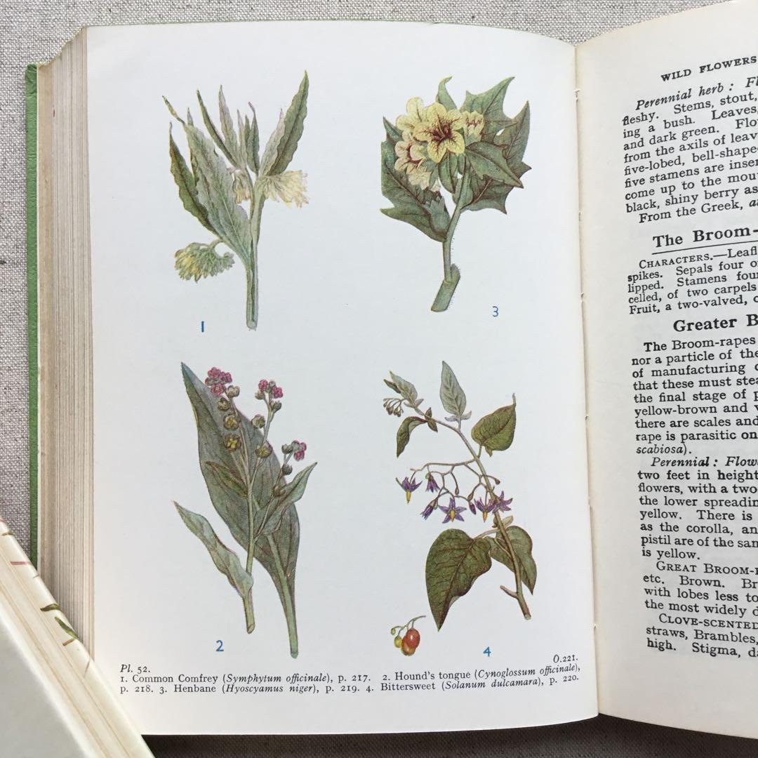 植物図鑑 古書 アンティーク洋書 Wild Flowers ボタニカル - メルカリ