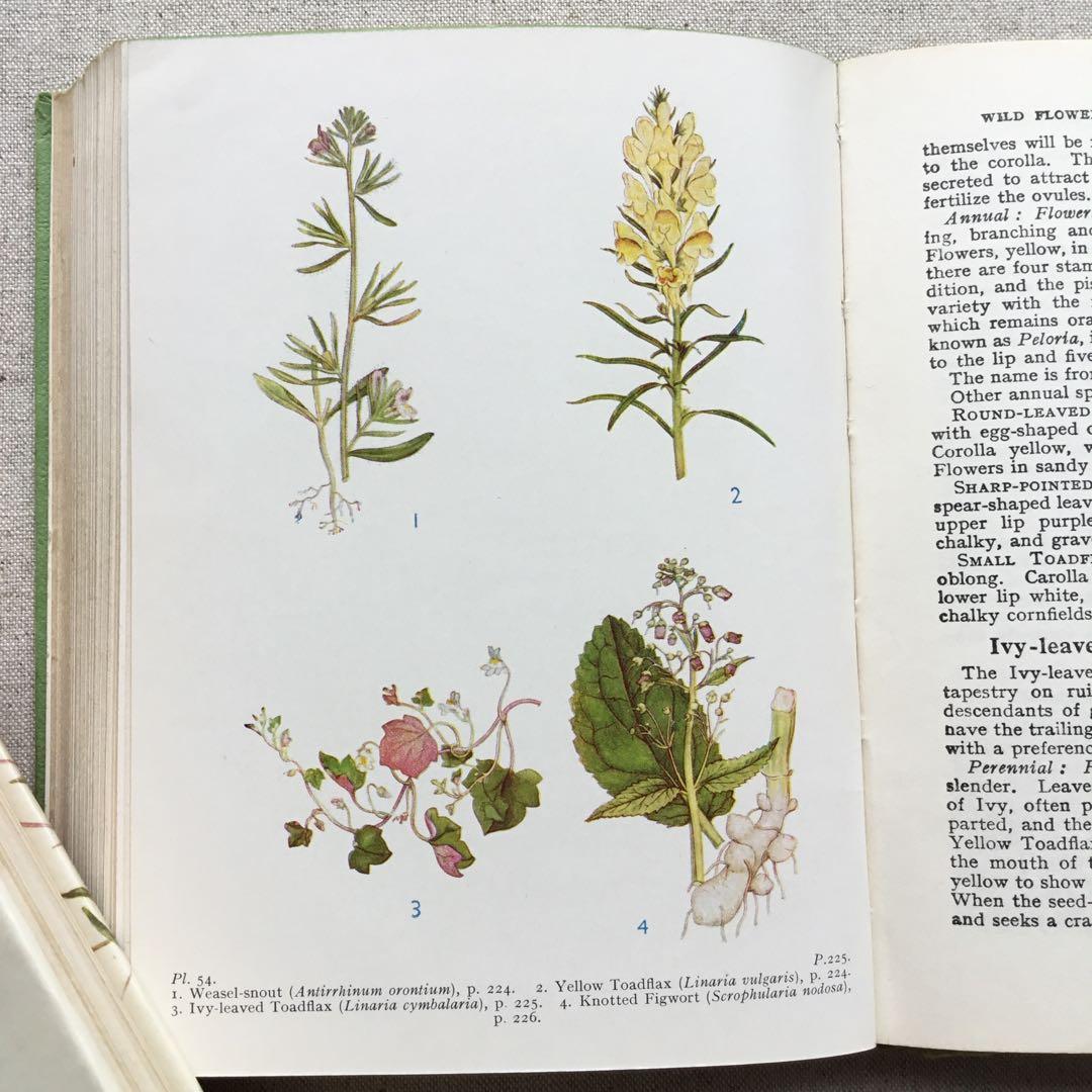 植物図鑑 古書 アンティーク洋書 Wild Flowers ボタニカル - メルカリ