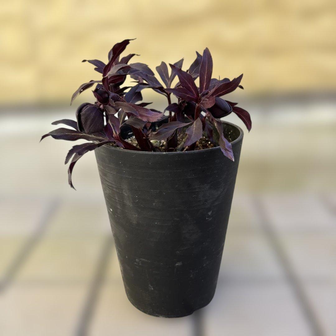 まい様専用 ブラックマジック整形広瀬園芸 クリスマスローズ 開花株