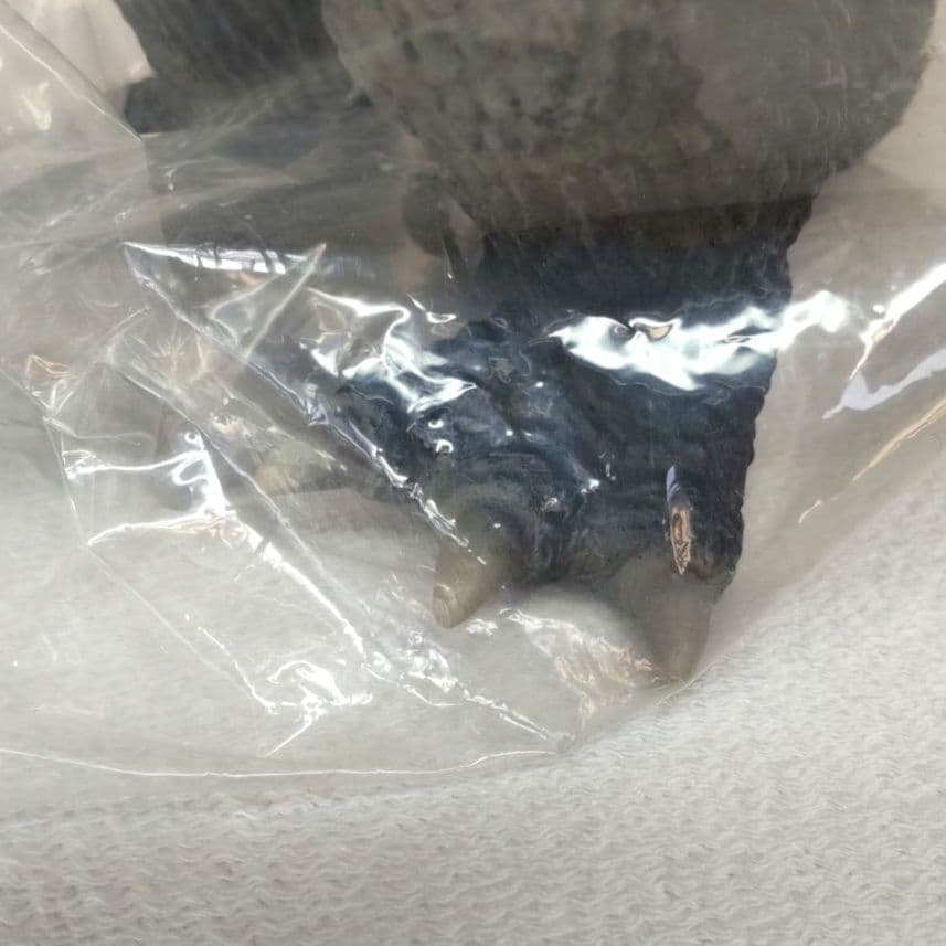 開封品〉怪獣無法地帯⭐️CCP ジラース(限定500個) - メルカリ