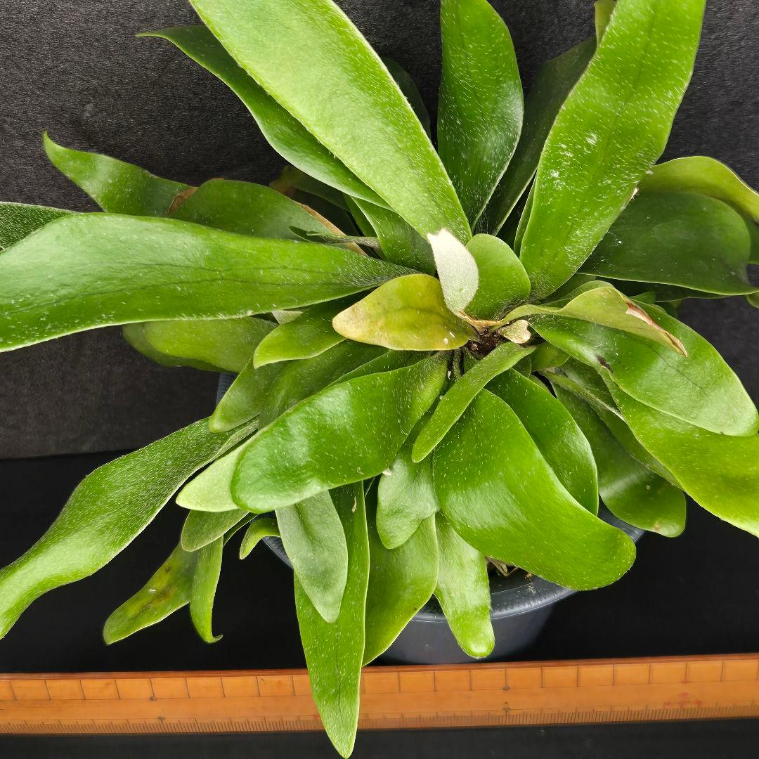 サンメリのビカクシダ【P.ビフルカツム変異個体コモチ】大株！