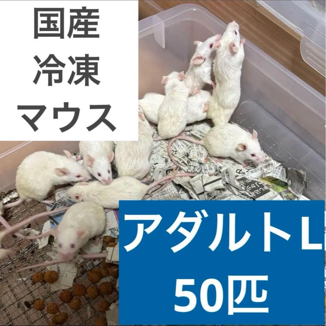 もんち様専用 冷凍マウスセット 送料無料