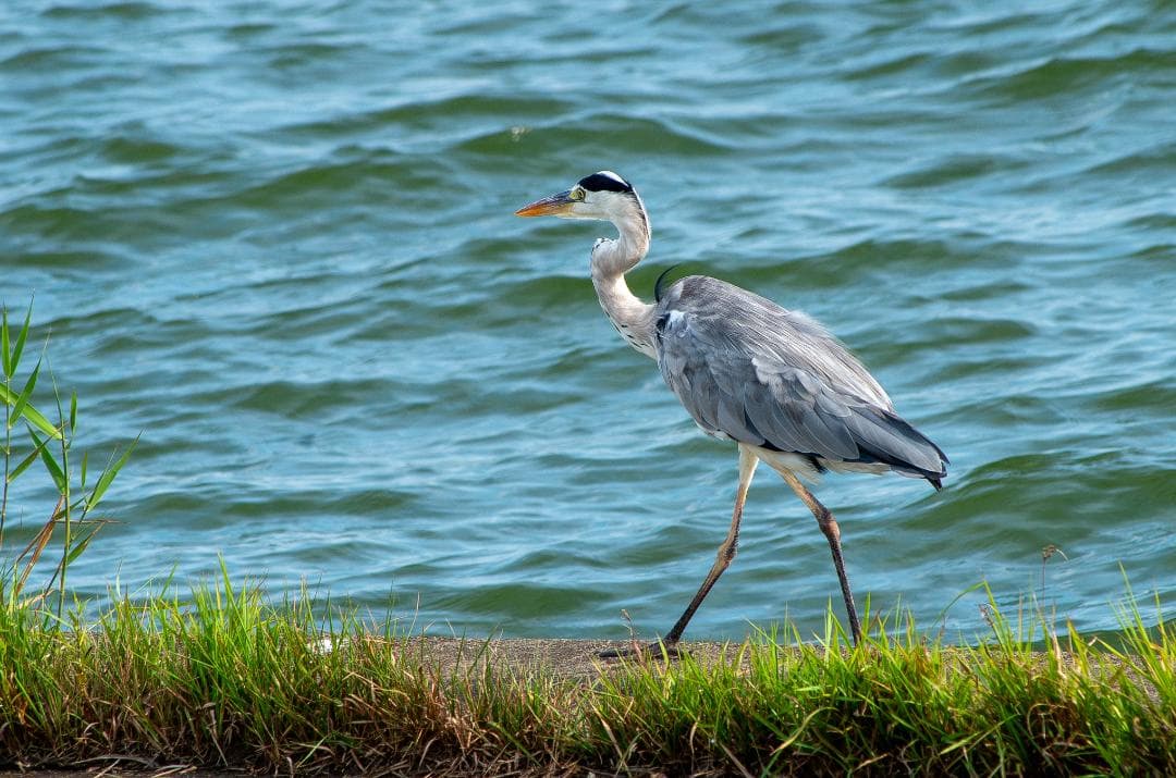 みやし様用【黒死病修理済】【訳アリ】PENTAX K-50 #K PENTAX #