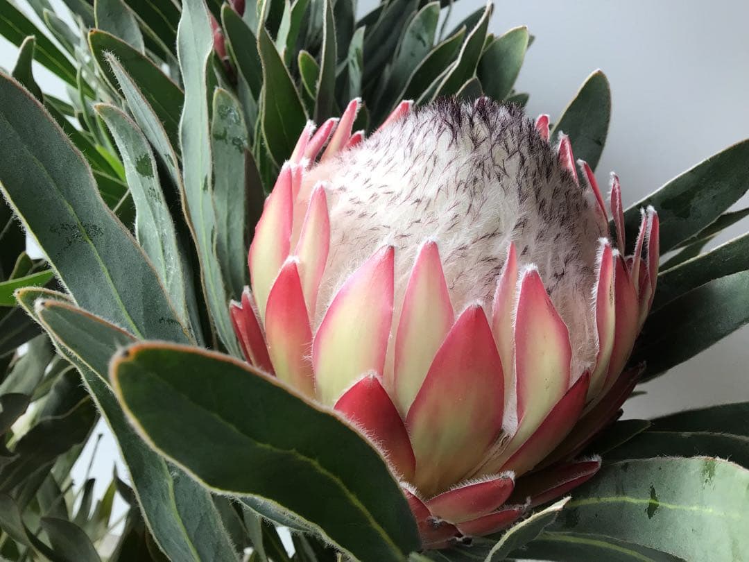 幹が太く根もしっかり張ってるプロテア・ポッサムマジック4輪咲き