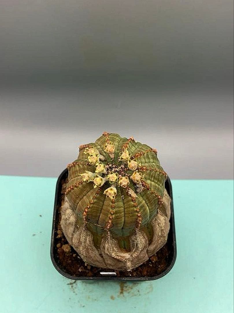 《2.5号W》ユーフォルビア　オールドオベサ　雄株