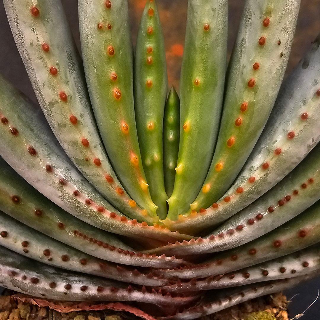 メルカリ便発送☆アロエ コンプレッサシストフィラ(ビグザム交配