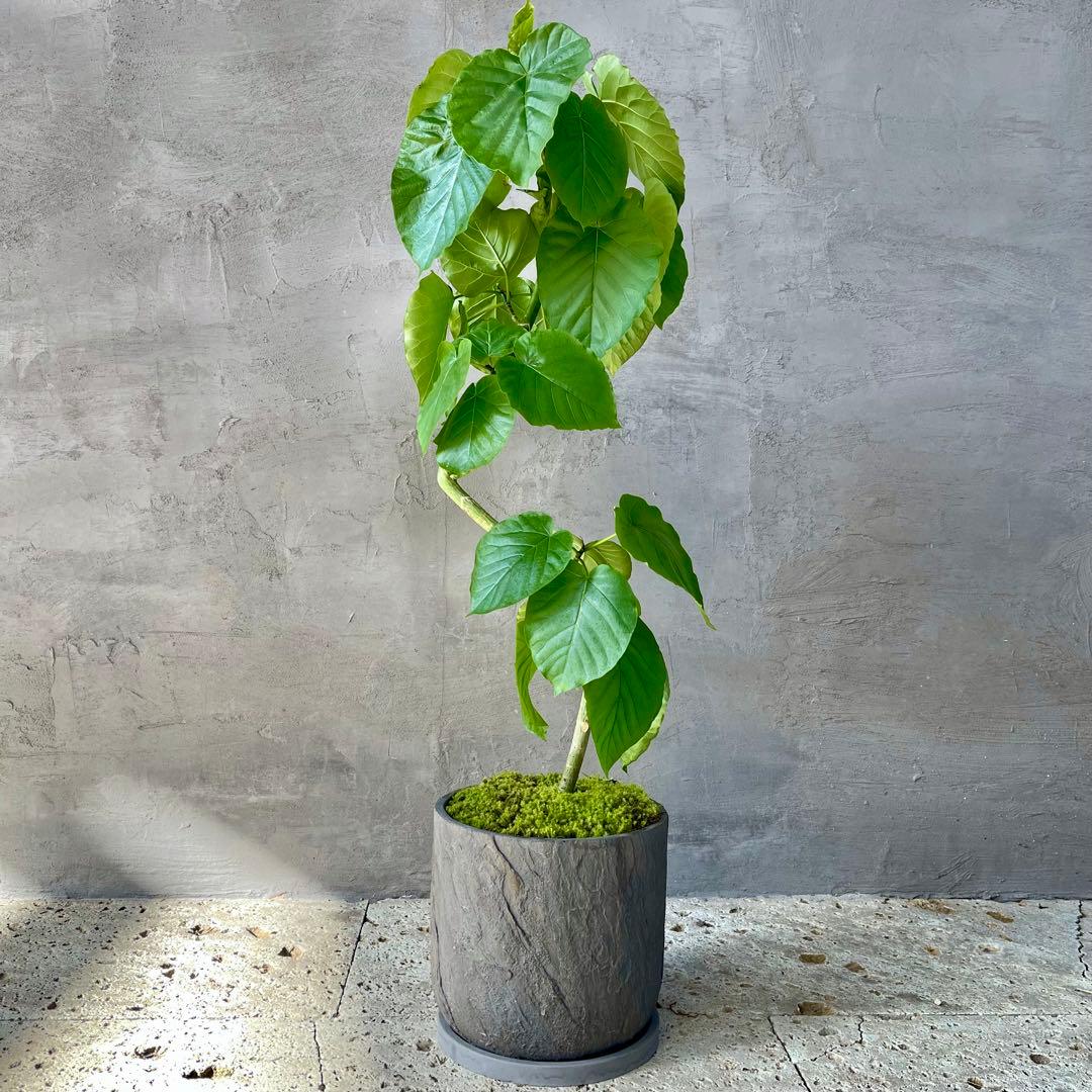 フィカス　ウンベラータ　螺旋　天然苔仕立て　陶器鉢　植え込み 大型 美形 曲がり仕立て フィカス ウンベラータ テラコッタ鉢植え