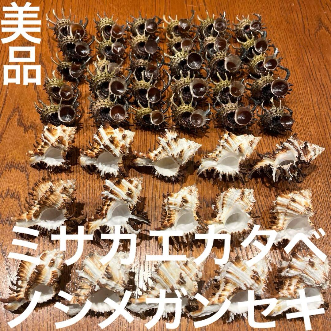 美品　ミサカエカタベ　30点　インド産　ノシメガンセキ　15点　計45点セット 美品 ミサカエカタベ 30点 インド産 ノシメガンセキ 15点 計45点セット