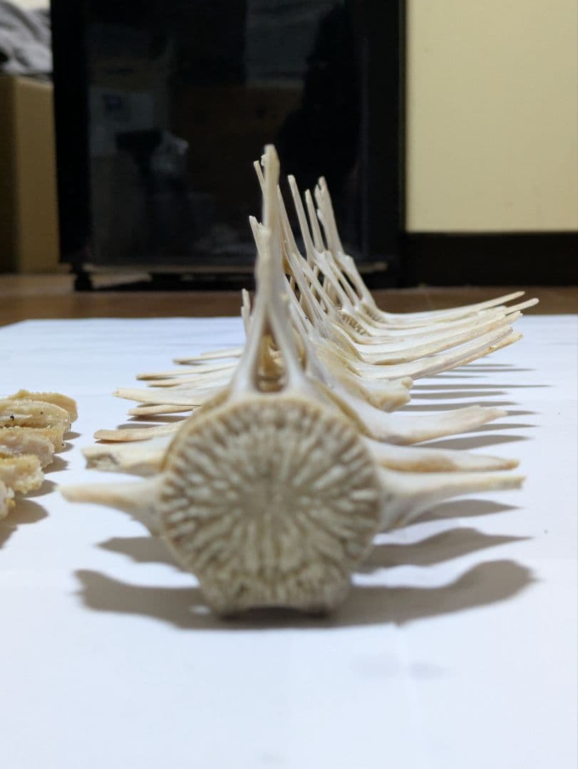 希少】イルカ 骨 15本セット 背骨 椎骨 標本 骨格標本 イルカの骨