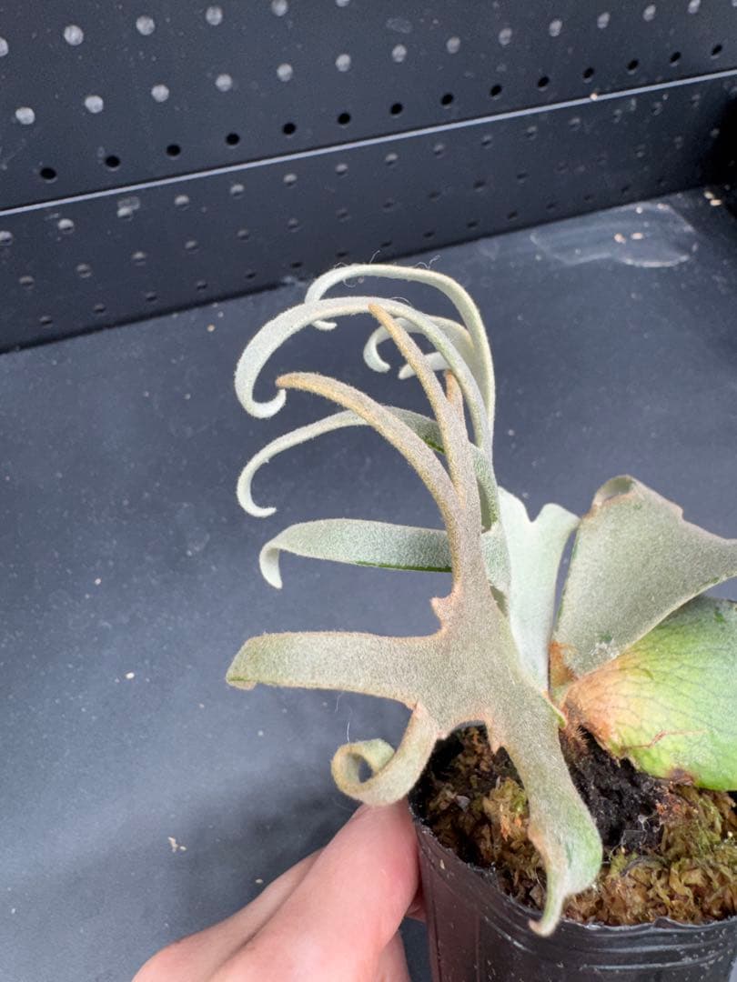 ビカクシダ YMDS Totoro HHRナーセリータグ付け #401 - メルカリ