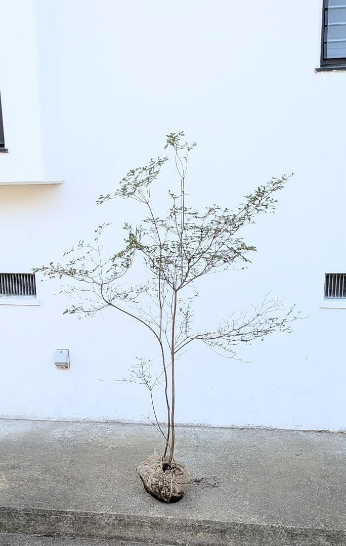 鮮美透涼。山採りヤマツツジ。 2026年最新】山採り ツツジの人気アイテム - メルカリ