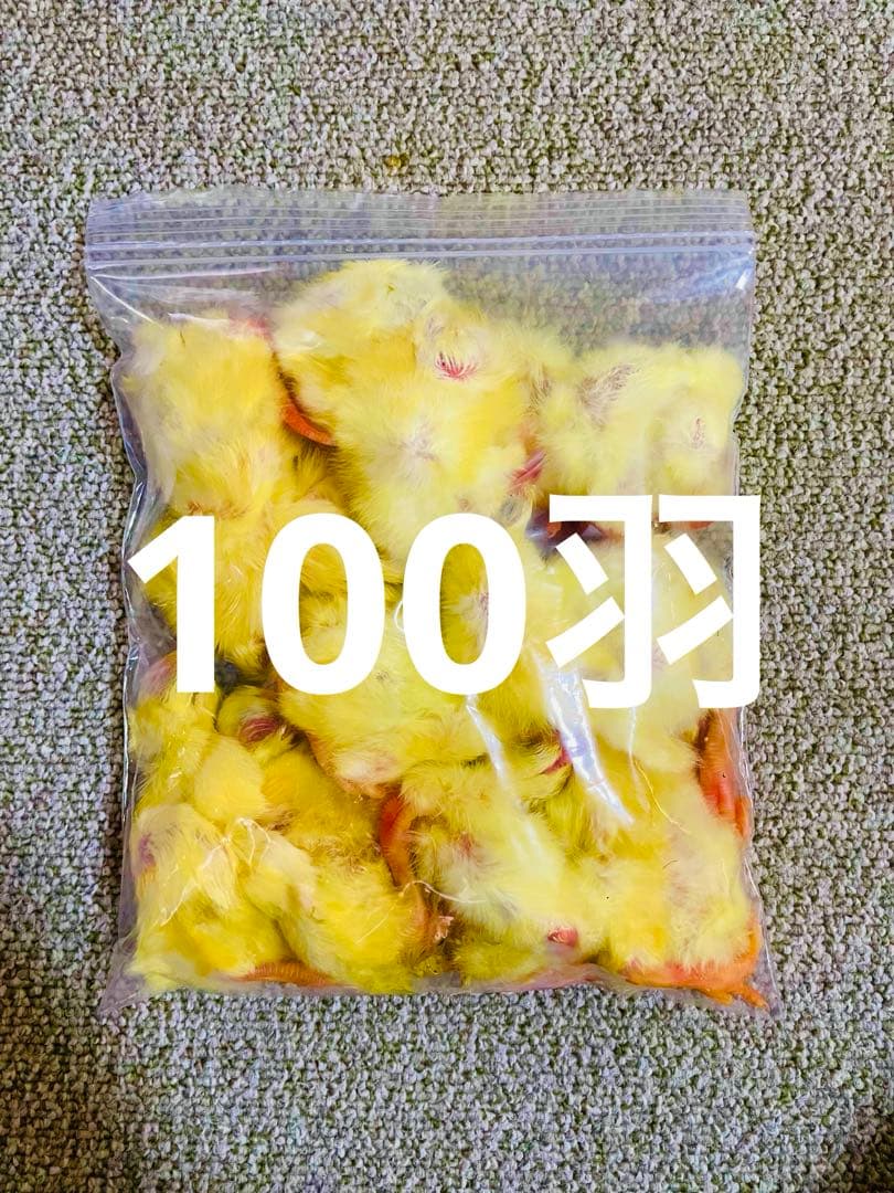 リピート購入、複数購入で＋10羽 送料無料 国産 新鮮安全 冷凍ひよこ