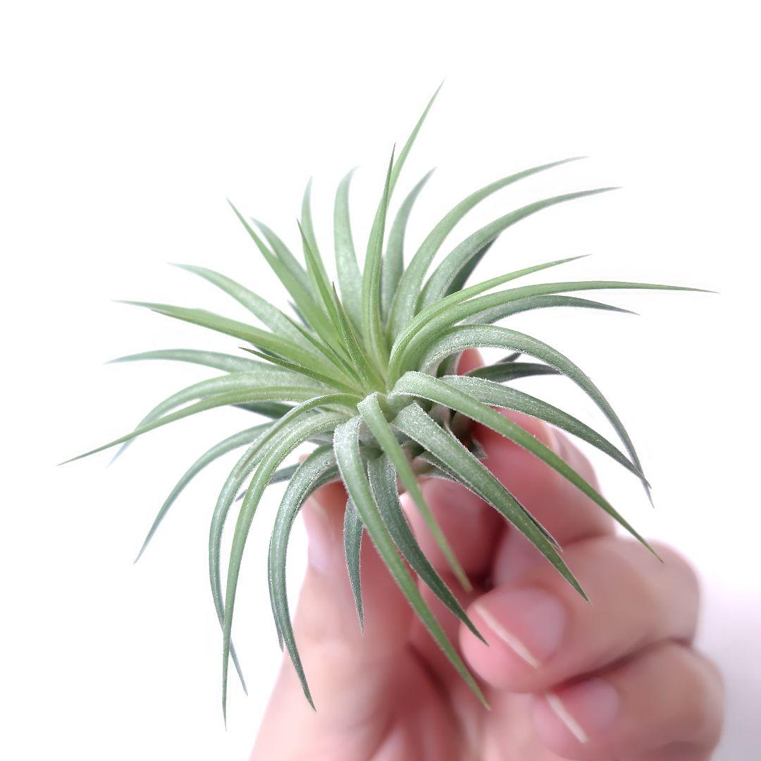 チランジア イオナンタ ヘッジホッグ - メルカリ