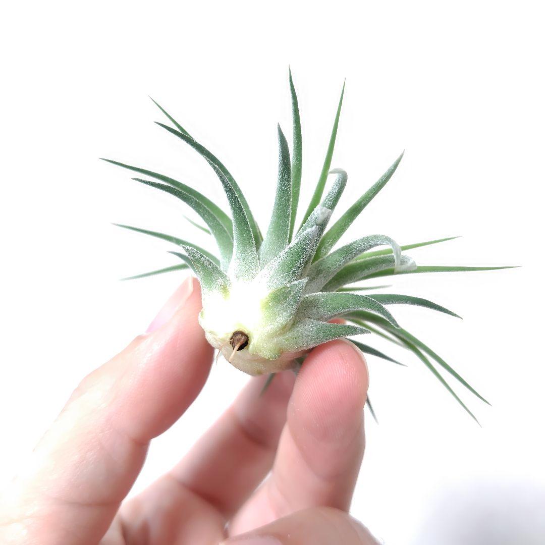 チランジア イオナンタ ヘッジホッグ - メルカリ