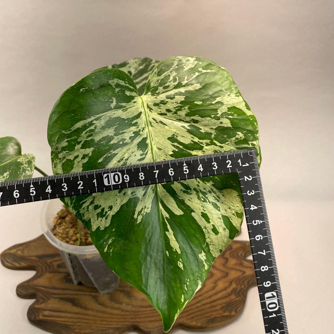 わ*ち様 L020品種保証！Bulbasaurモンステラ・フシギダネ 順化済み