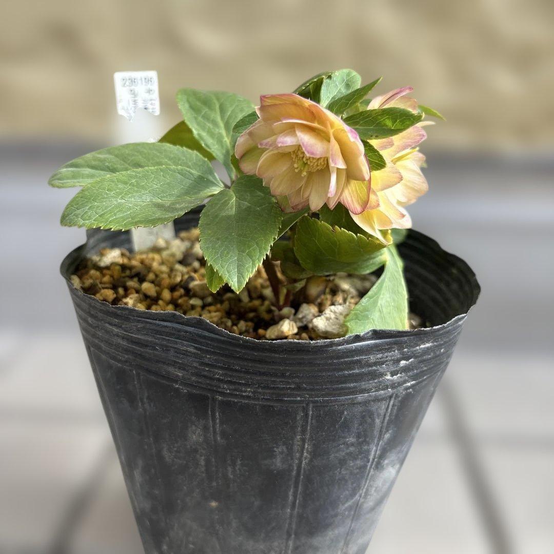 マリアルーベンス交配 加藤農園 クリスマスローズ 開花株 匿名発送