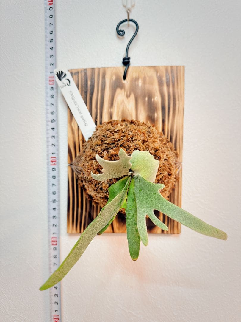 大サイズ ビカクシダP.willinckii Totoro spore YMDS - メルカリ