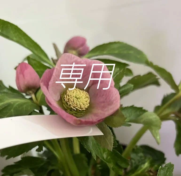 クリスマスローズ 大和園 苗 未株分け苗 - メルカリ