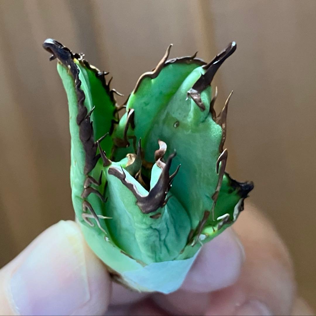 松*下様 オークション【匿名配送】REZA産 選抜株 アガベ RED STAG