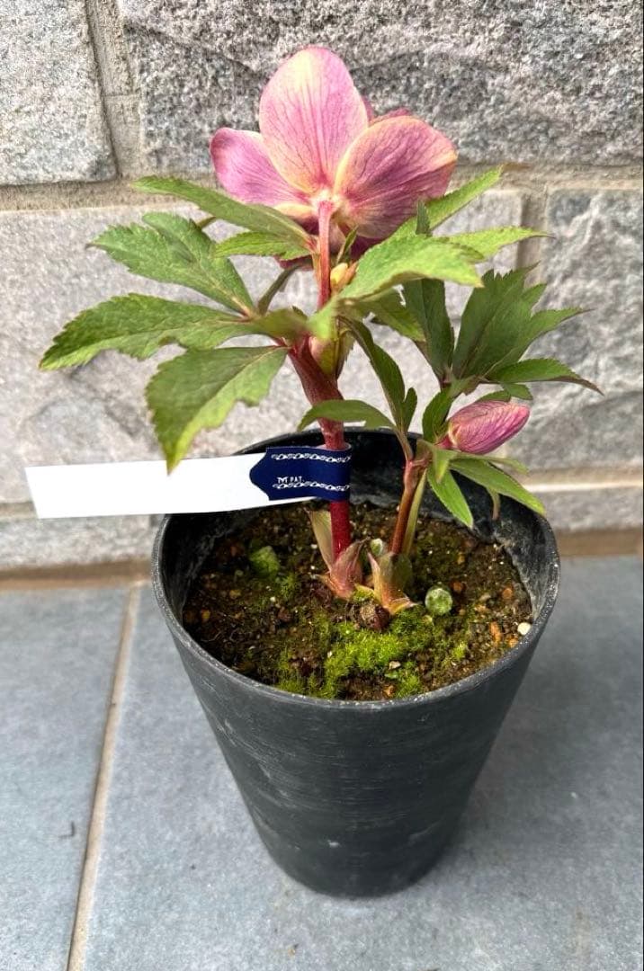 希少‼︎広瀬園芸【斑入りソレイユ】開花株 - メルカリ