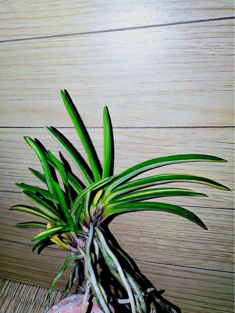 富貴蘭「紫織」（赤花の白黄縞種極上柄株立ち）