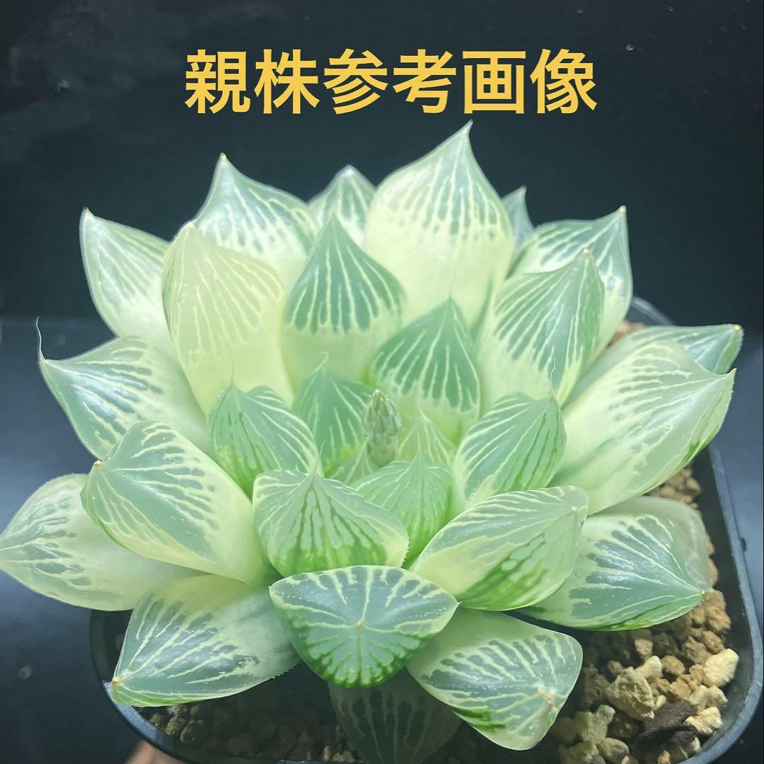 ハオルチア 白蛇伝 葉挿し苗 - メルカリ