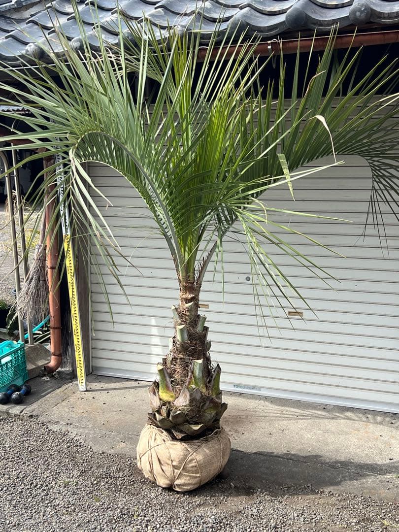 ココスヤシ 超極太株 カルフォルニアスタイル 高さ約2メール 送料込み