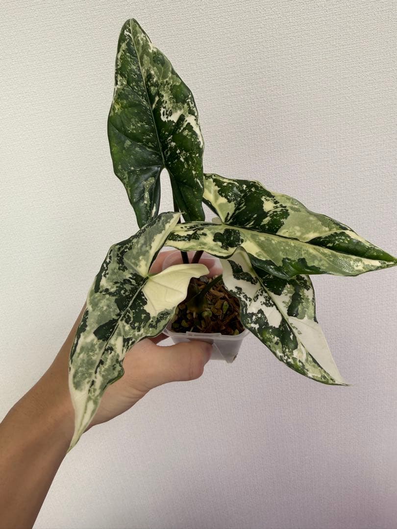 アロカシア5種+リーガルシールズオーレア斑入り小芋１つ タグ紛失アロカシアリーガルシールズ？斑入り芋株 アロカシア5種+