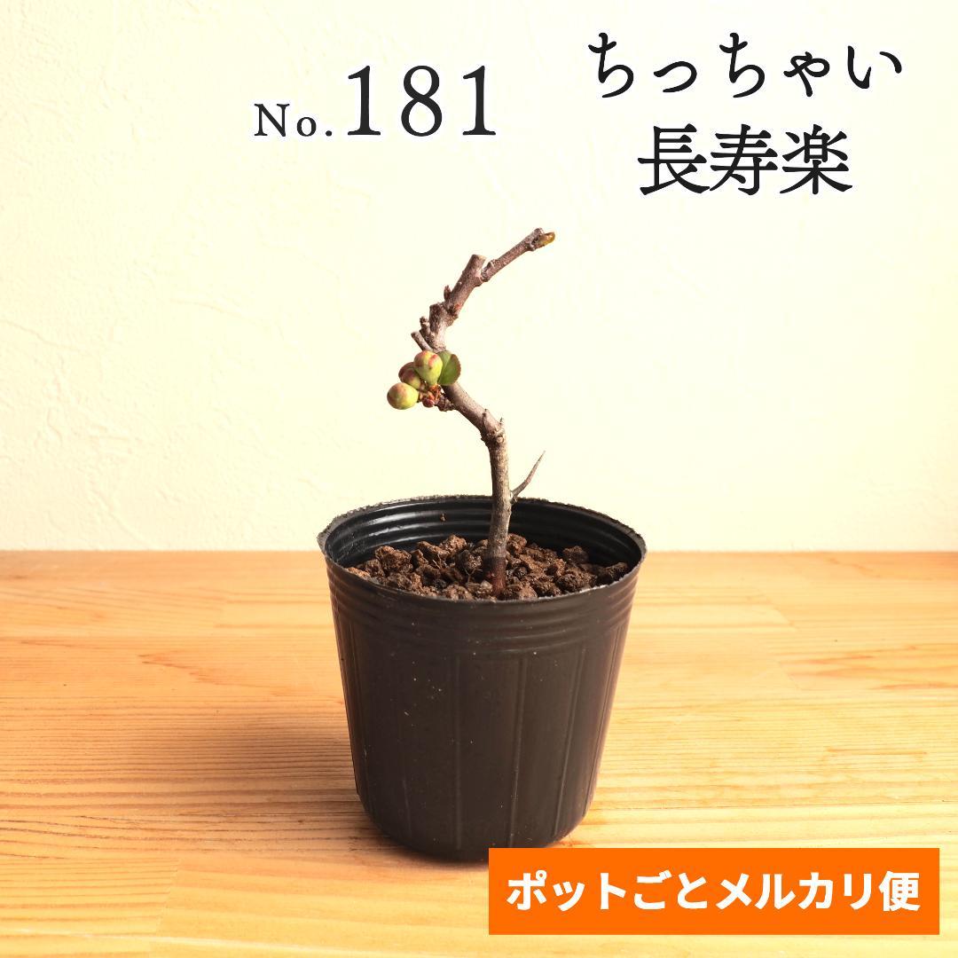 メルカリ便181】長寿楽 チョウジュラク ミニ盆栽苗 - メルカリ