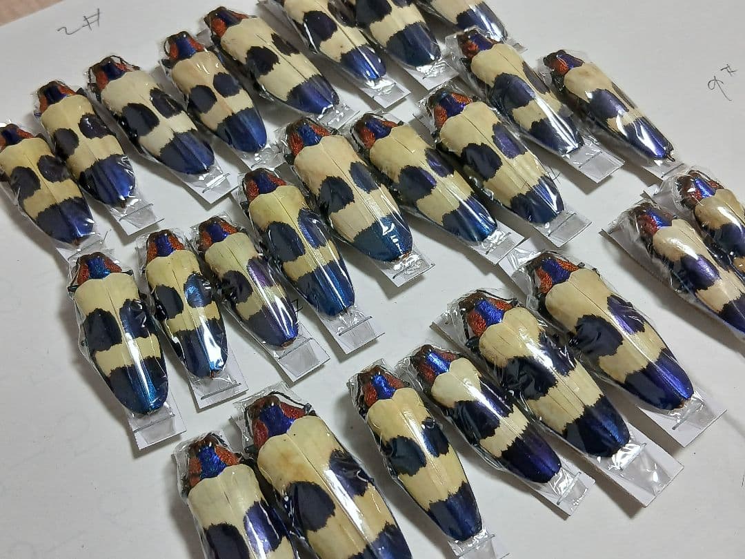 海外標本｜タマムシ科 甲虫標本（昆虫標本） 昆虫標本コレクション！ タマムシ- 三宝堂オンラインショップ