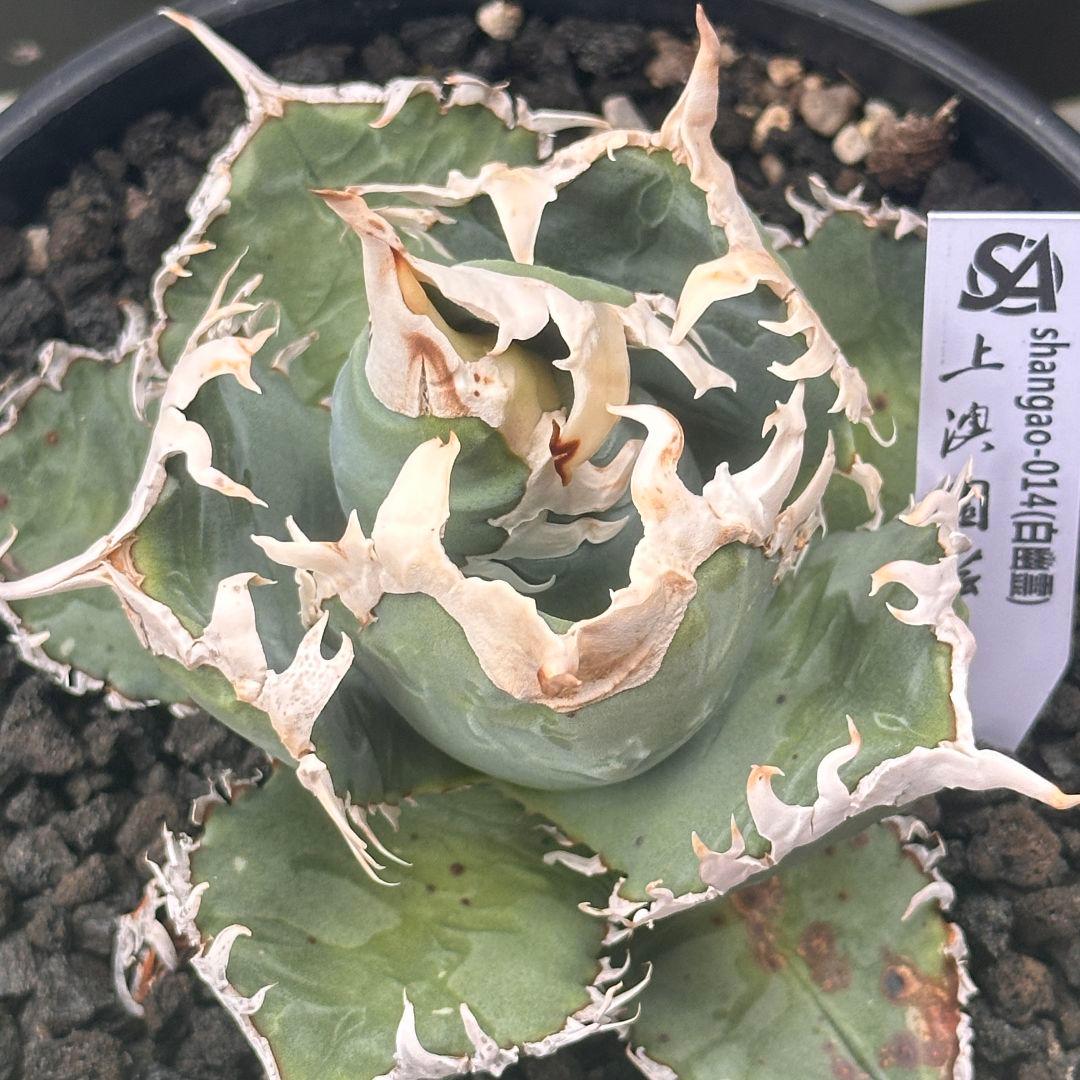 732【上澳園芸】 アガベ チタノタ shangao-014 白幽霊 - メルカリ