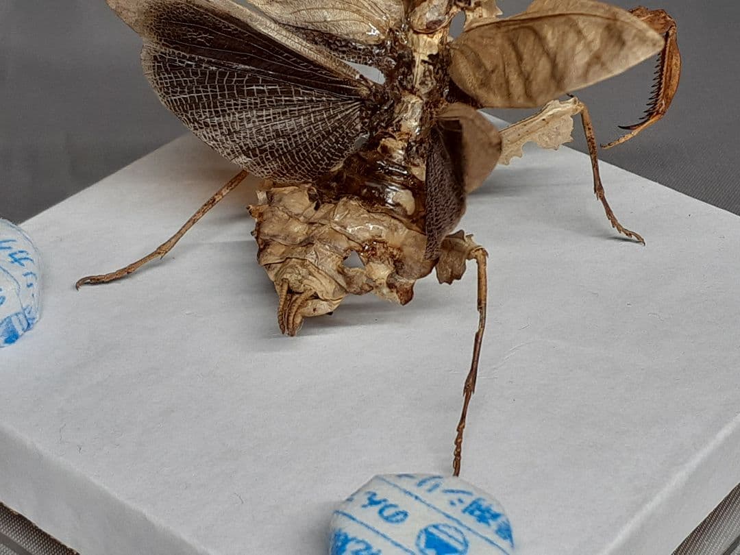 マオウカレハカマキリ雌 立体標本 魔王枯葉 ラスト1 - メルカリ