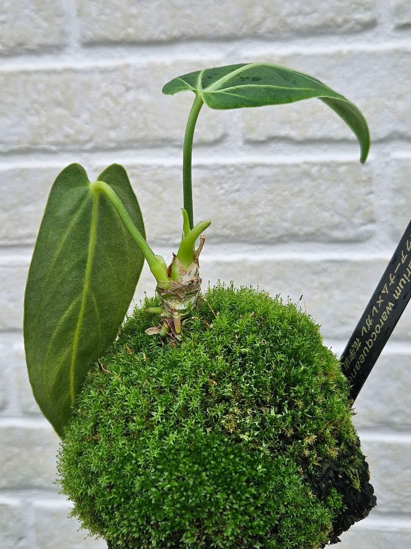 超希少】アンスリウム ワロクアーナム × レガレ 花宇宙 ドリーム