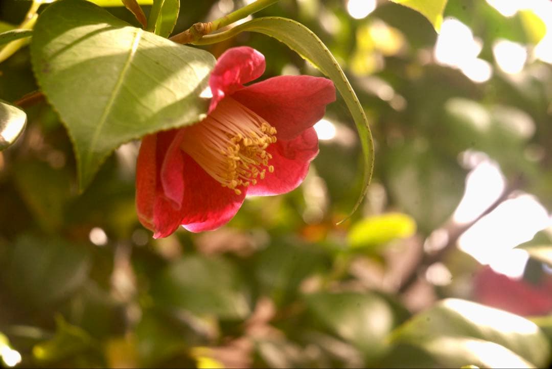 Voigtlander Voigtar 7.5cm f/6.3 銘レンズ