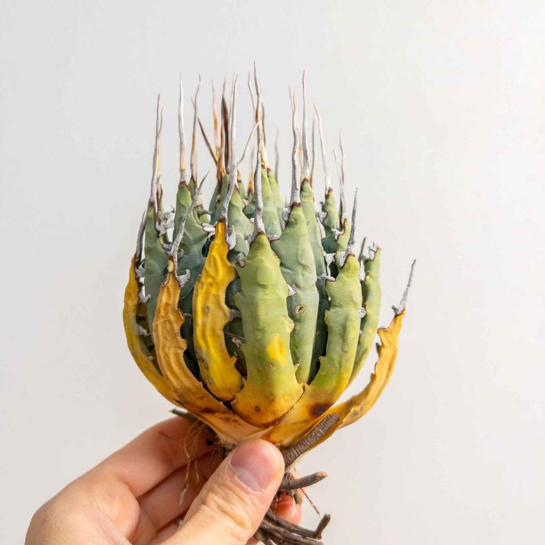 60 ユタエンシス エボリスピナ 現地株 ベアルート 陽炎 アガベ - メルカリ