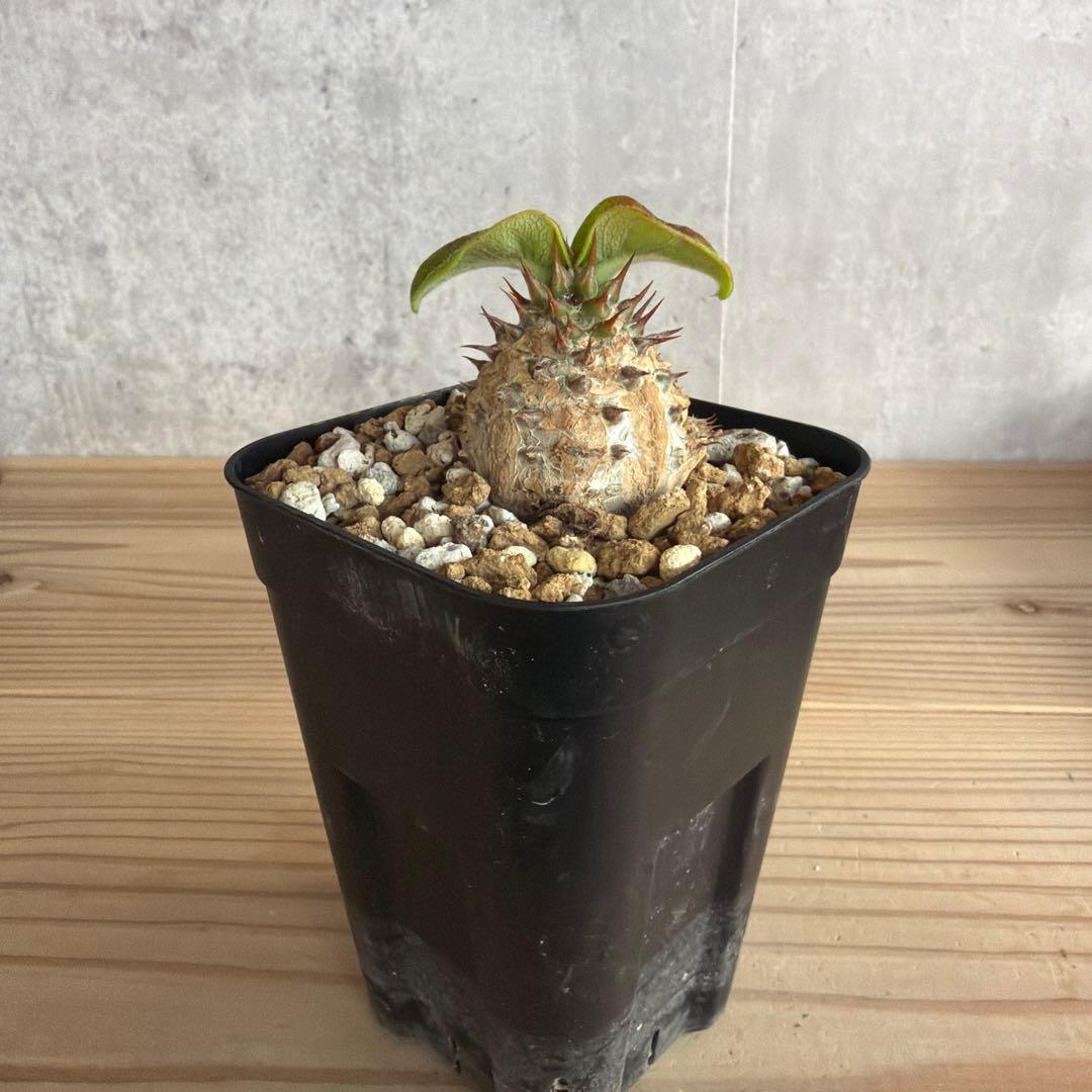 パキポディウムウィンゾリー 国内実生株 - メルカリ