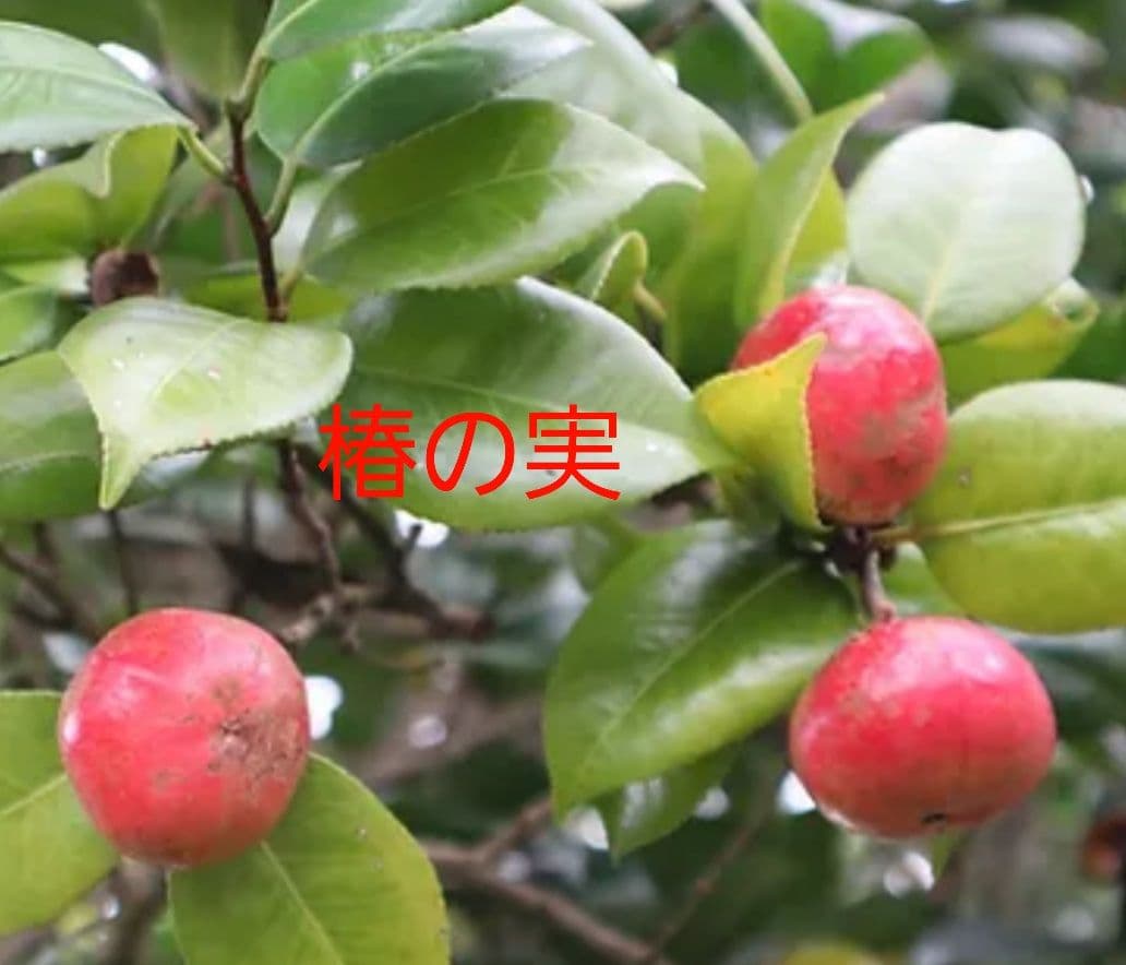 鹿児島県産　椿油　《訳アリ!!》 《1本限定!》　一升瓶　オーガニック　つばき油