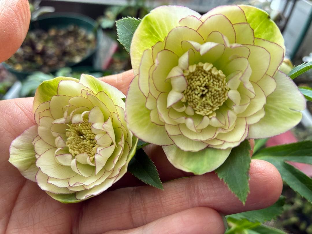 淡い緑色の八重咲き花 八重咲きトルコキキョウ | 鉢花・花苗 | 橋本種苗園オンラインストア