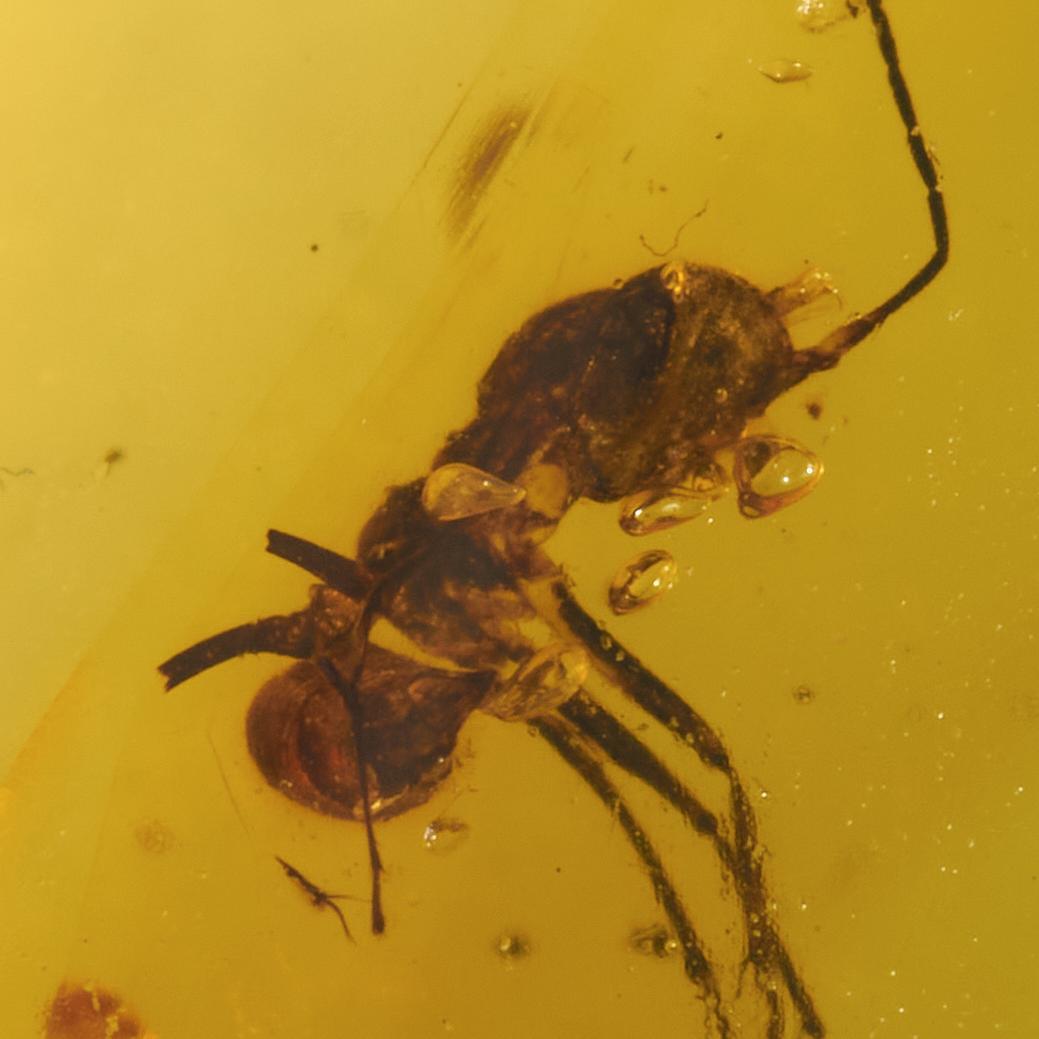 ZB368虫入り琥珀化石 ミャンマー カムティかタナイ産 9900万年前