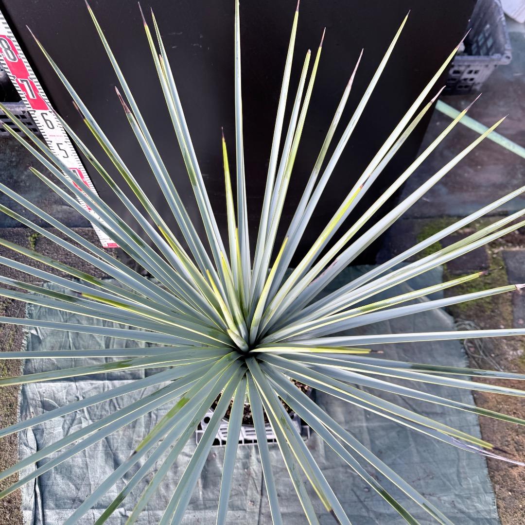 じ*歩様 【AL1126】ユッカ　リギダ