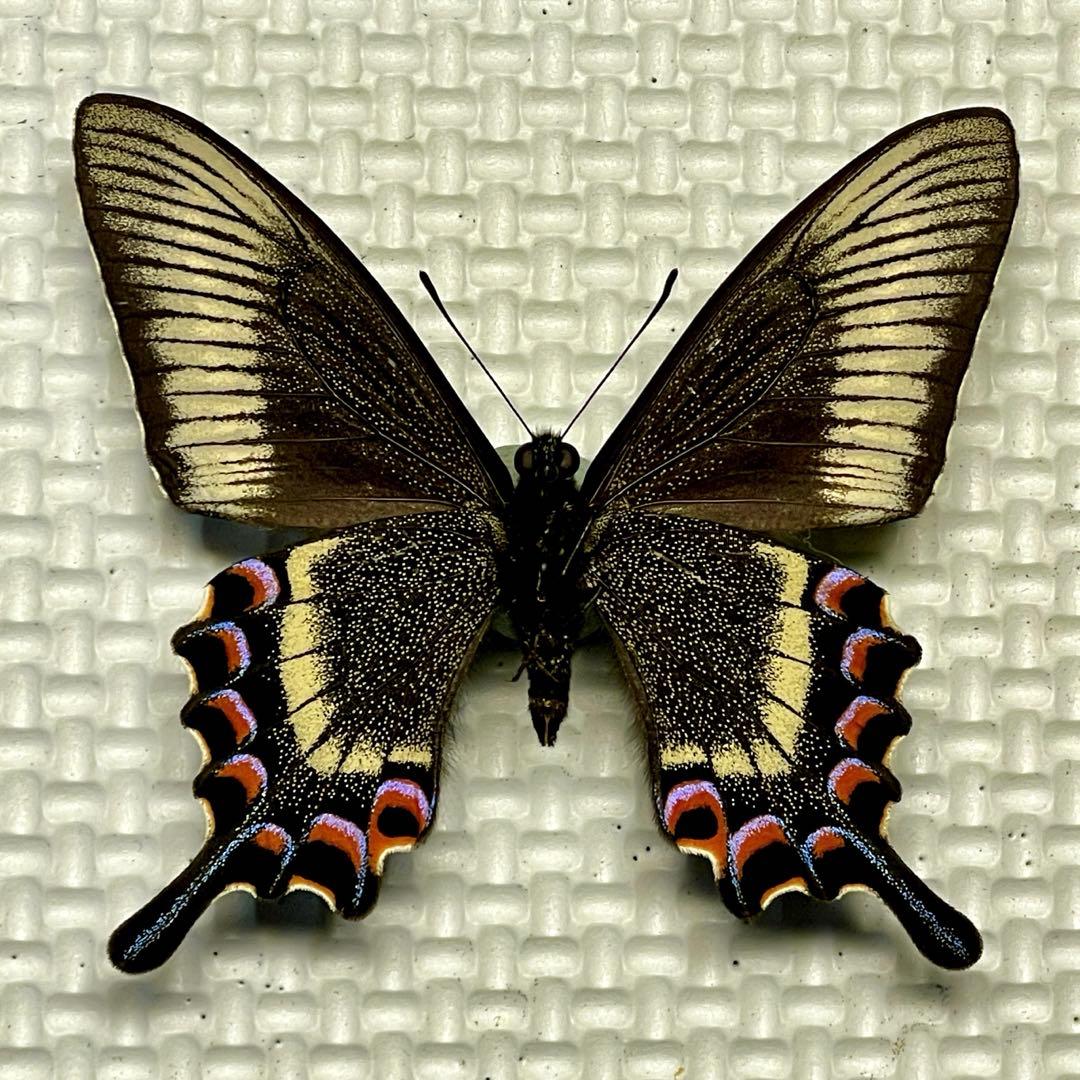 蝶標本 北海道産 極美麗ミヤマカラスアゲハ♂ 飼育品 完品
