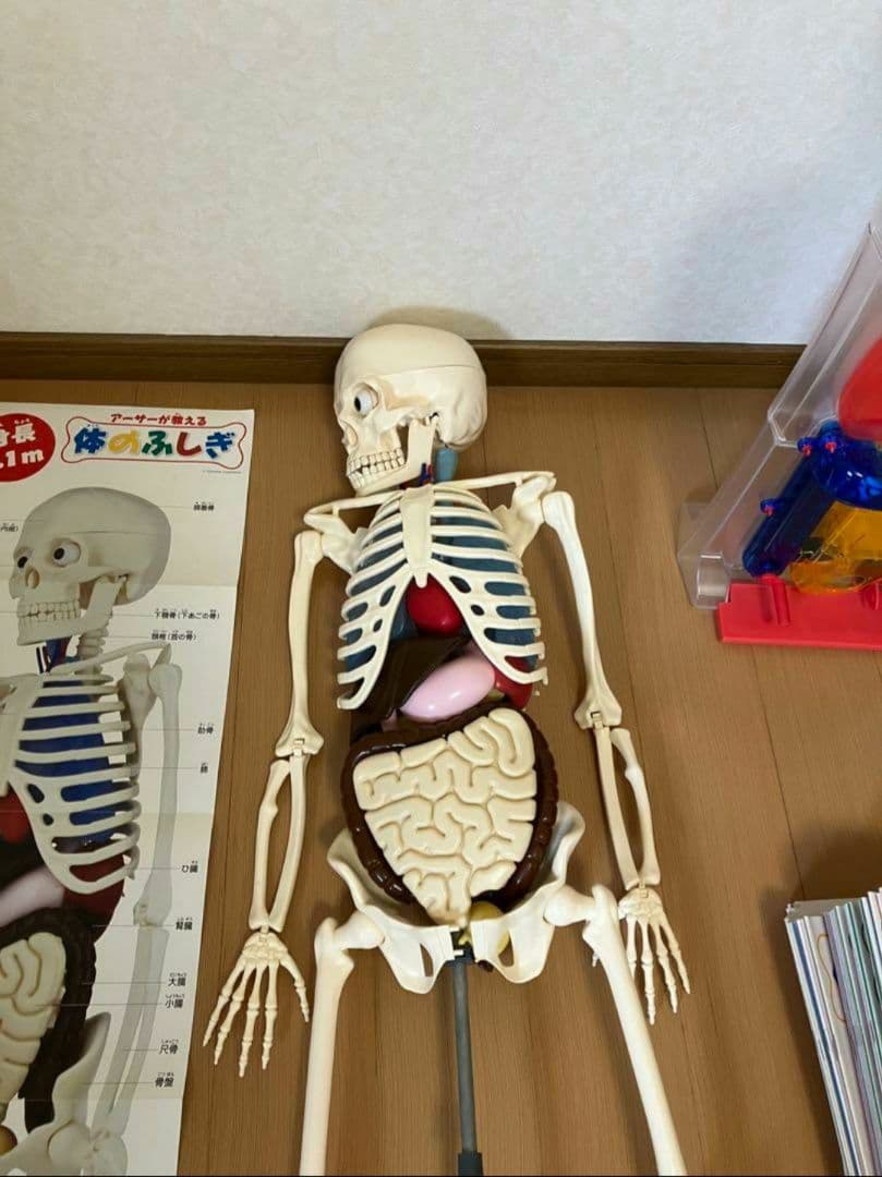 アーサーが教える体のふしぎ 1~ 80巻セット人体模型 - メルカリ