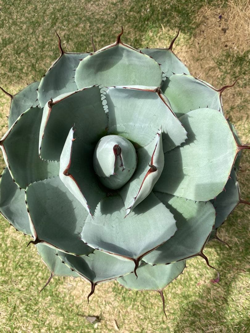 アガベ パリー トランカータ 大株