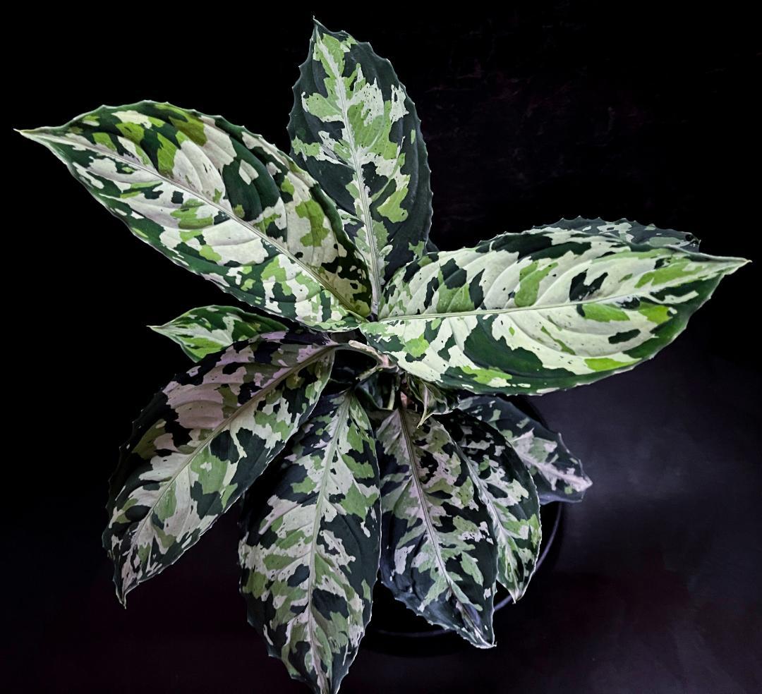 南スマトラ産-現地便です- マルチカラー アグラオネマ ピクタム 13