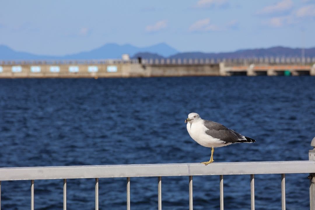 Canon RF18-150mm F3.5-6.3 IS STM ズームレンズ