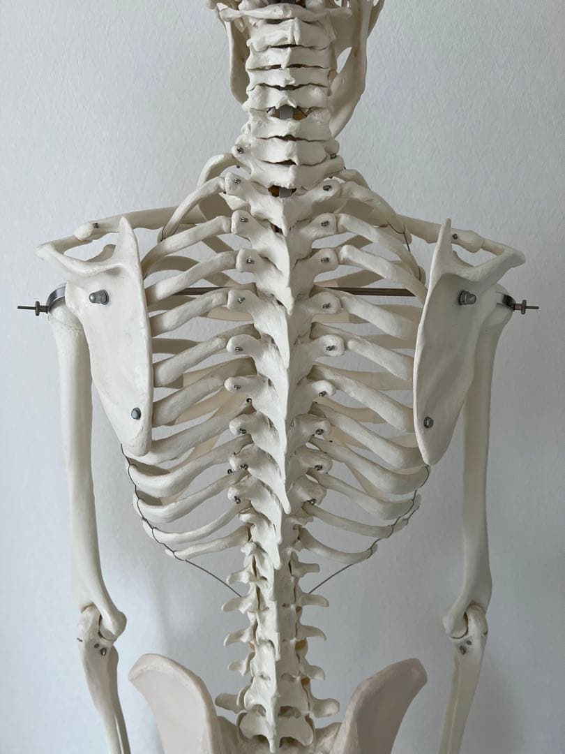 3B “スタン” 標準型骨格モデル A10