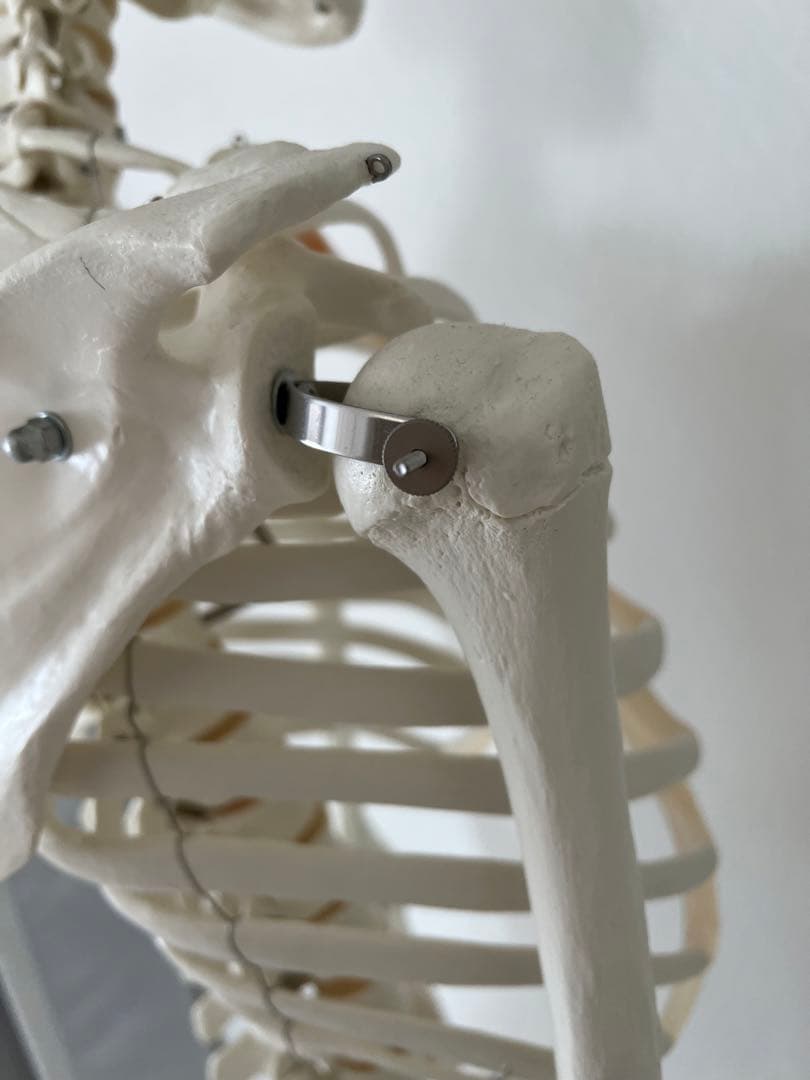 3B “スタン” 標準型骨格モデル A10