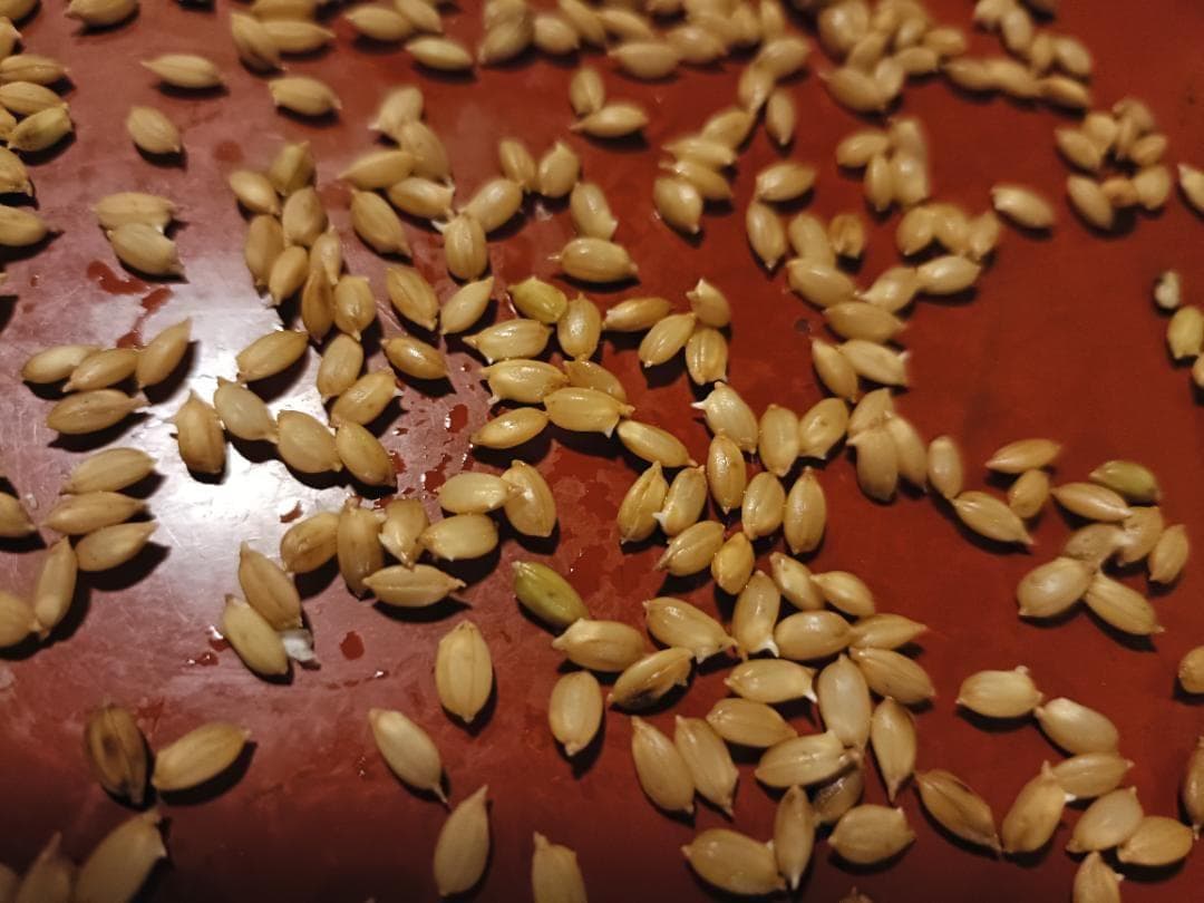 農薬不使用 7年産 ハッピーヒル（うるち）籾 3k 種籾 陸稲 - メルカリ