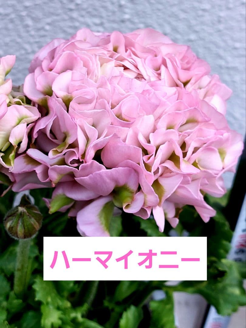 レア色、ラナンキュラスポンポン『ハーマイオニー』透け感綺麗な5号