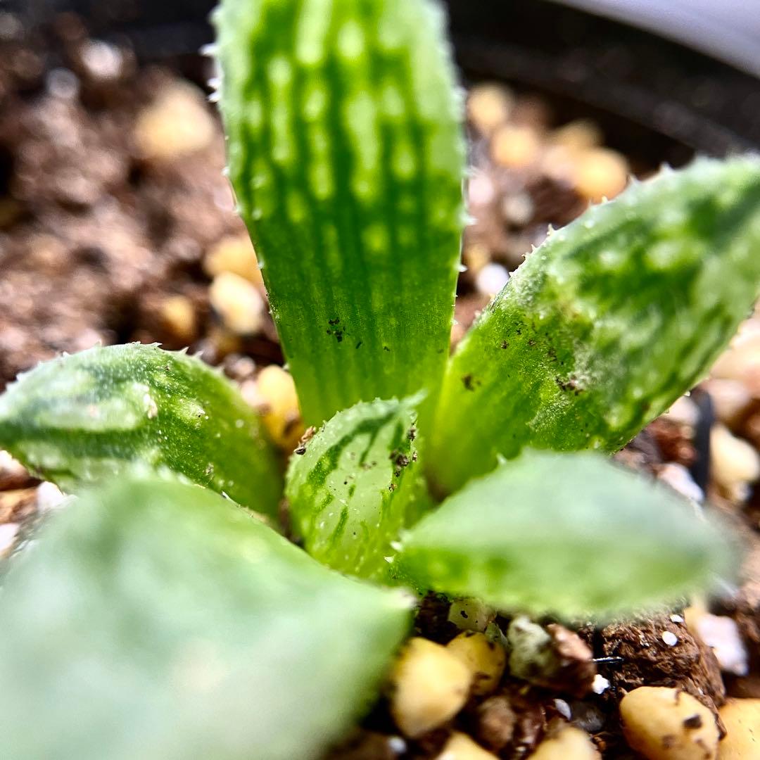 ハオルチア 闇の森(ハオルシア多肉植物) - メルカリ